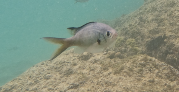 Quel est donc ce poisson?