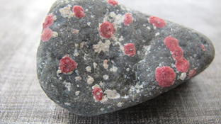 Quel est l'organisme qui laisse ses traces rouges sur les cailloux des plages antillaises?