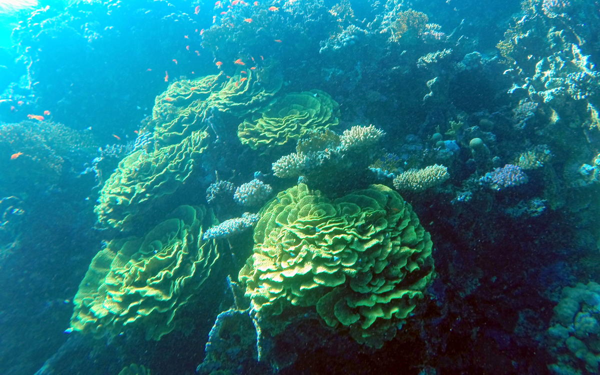 quel est le nom de ce corail?
