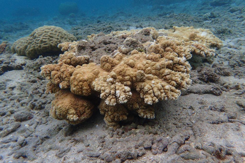 quel est le nom de ce corail ? Réunion