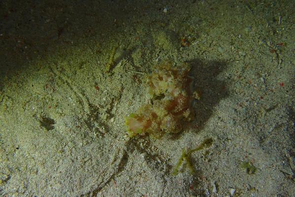 Quel est le nom de ce gros nudibranche