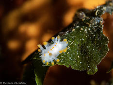 Quel est le nom de ce nudi ?