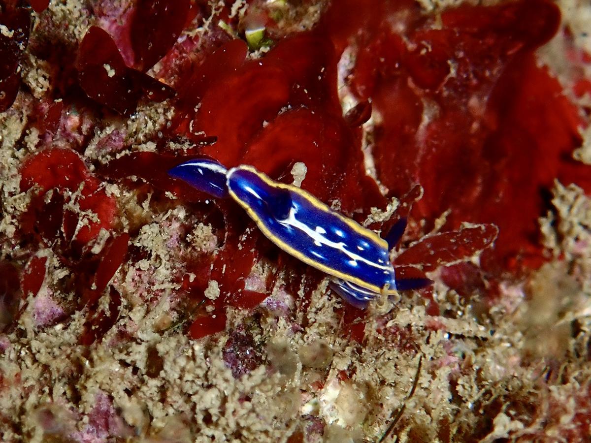 Quel est le nom de ce nudibranche?