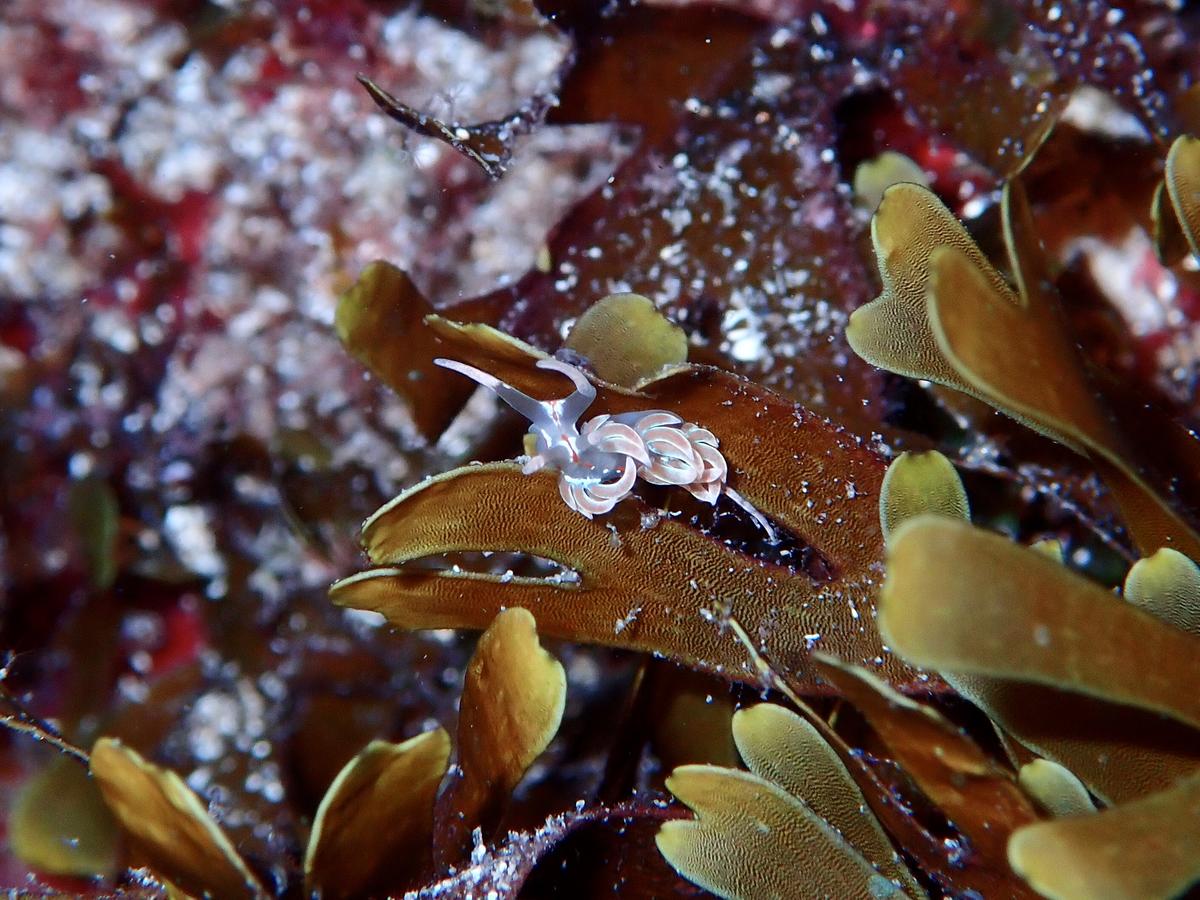 Quel est le nom de ce nudibranche ?