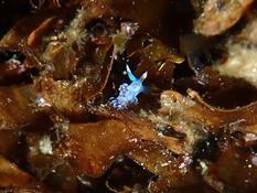 Quel est le nom de ce nudibranche ?