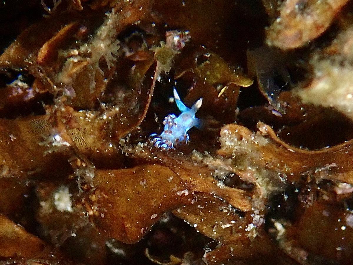 Quel est le nom de ce nudibranche ?