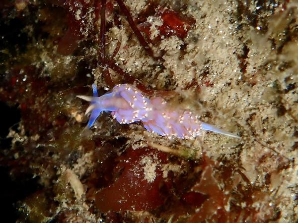 Quel est le nom de ce nudibranches ?