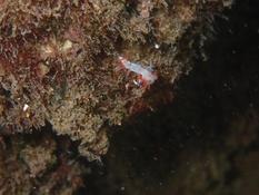 Quel est le nom de ce nudibranches qui ressemble à la calmella sans la tache violette et pointes blanche ?