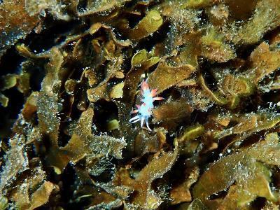 Quel est le nom de ce petit Nudibranche 