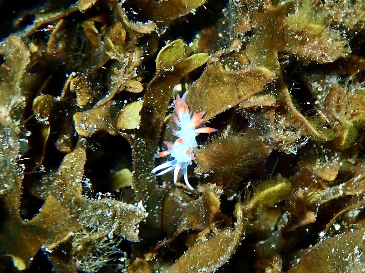 <p>photo prise en Méditerranée. Ce nudibranche était tout petit quelques millimètres seulement et se déplaçant sur des algues.</p>