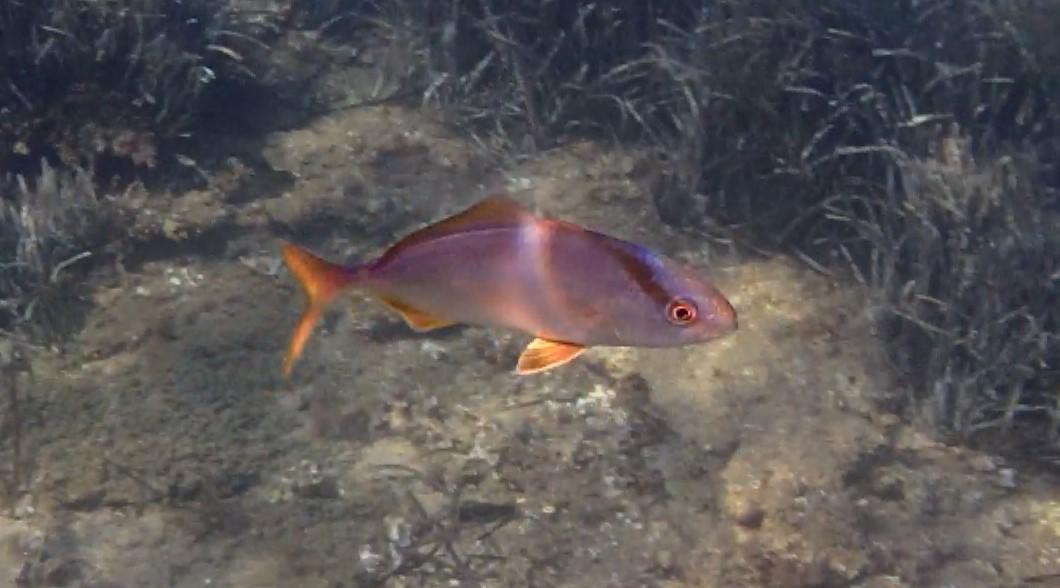 Quel est le nom de ce poisson ?