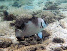 quel est le nom de ce poisson ?