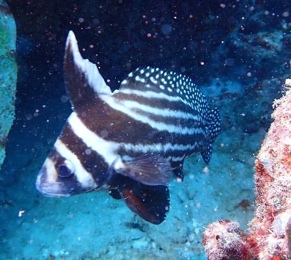 quel est le nom de ce poisson