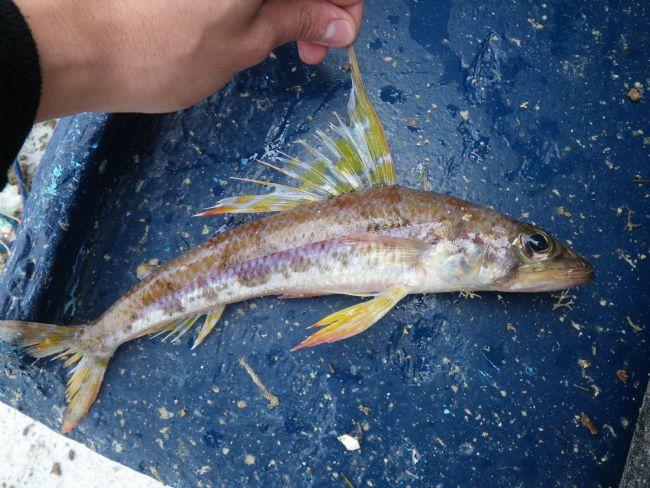 Quel est le nom de ce poisson ?