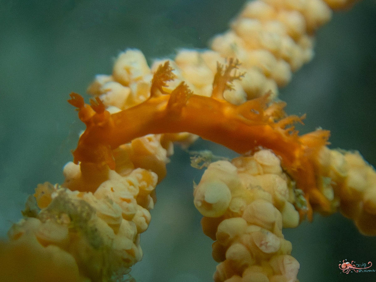 Quel est le nom de ce Tritonia