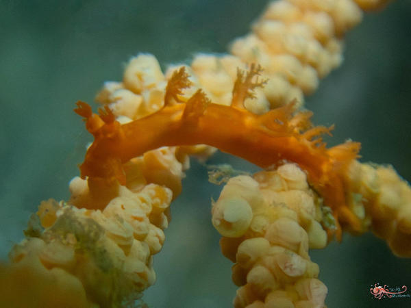 Quel est le nom de ce Tritonia