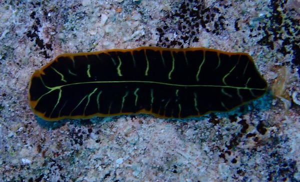 Quel est le nom de ce Ver plat?