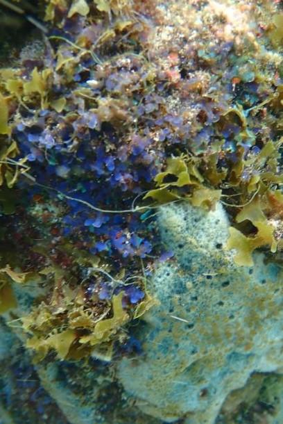 Quel est le nom de ces algues bleues qui ressemblent à des dictyotes ?