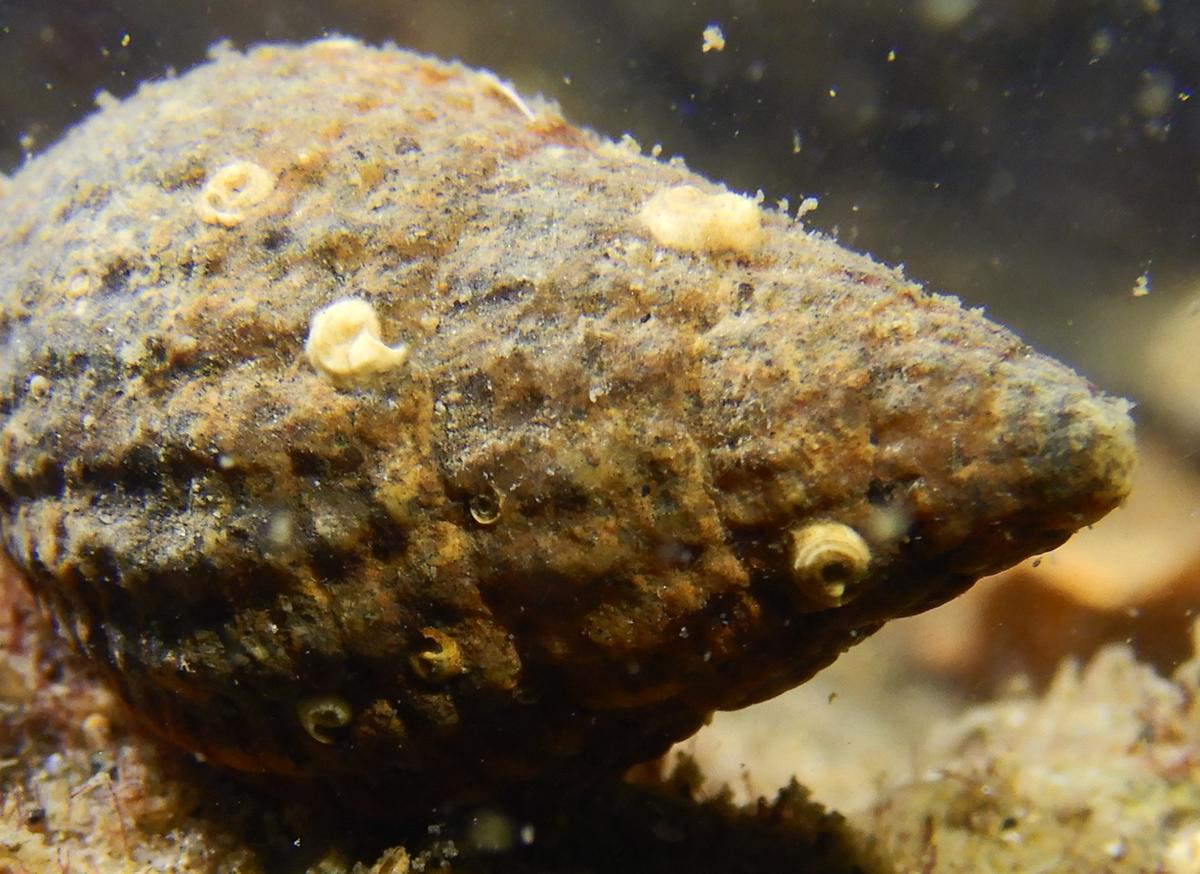 Quel est le nom de ces organismes blancs sur coquille d'une nasse et habitée par un pagure des rochers ??