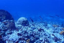 quel est le nom de ces poissons observés en Martinique en plongée ?