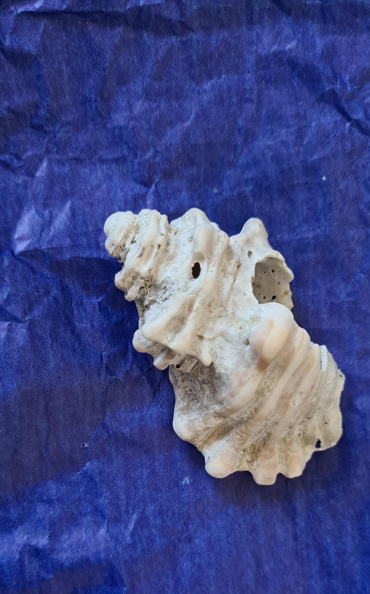 <p>voici l'autre côté de la coquille. Cela mesure en effet dans les 6 cm. Merci d'avance pour votre aide.  Bonne année également. </p>