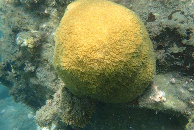 quel est le nom de cette colonie de corail ?
