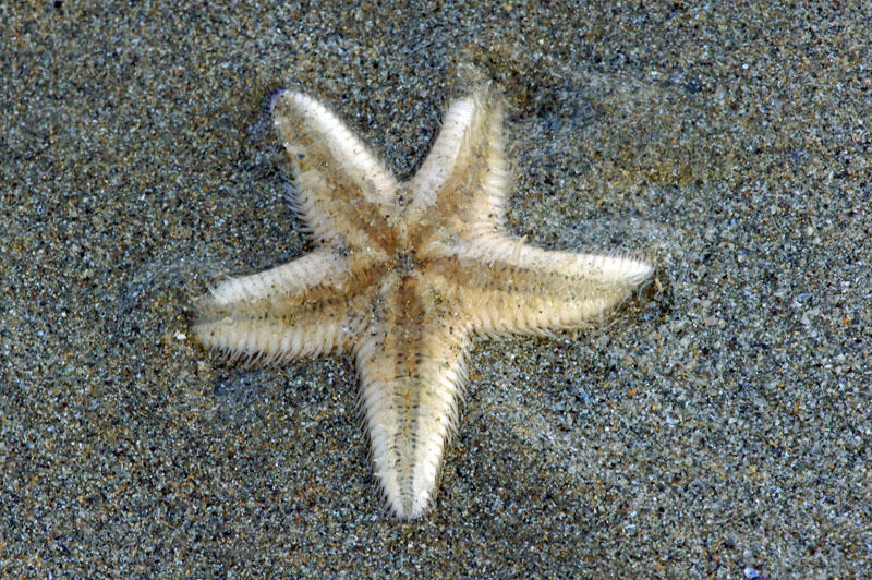 Quel est le nom de cette étoile de mer ?