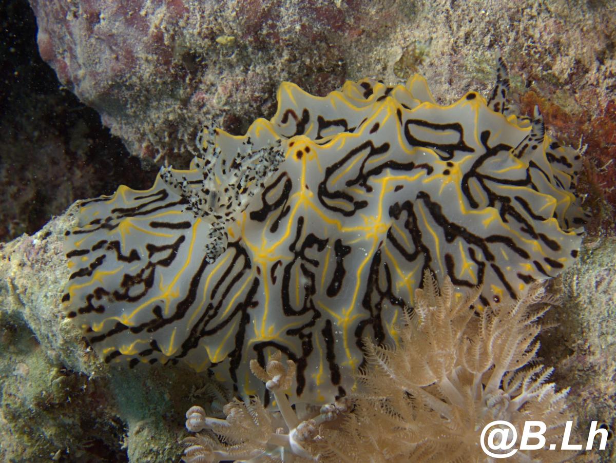 Quel est le nom de cette limace rencontrée en mer rouge ??