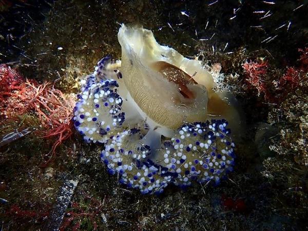 Quel est le nom de cette méduse?
