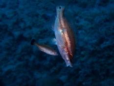 Quel est le nom du poisson nettoyeur