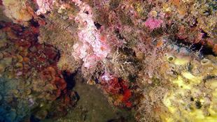 Quel est le nom exact de ce nudibranche ?