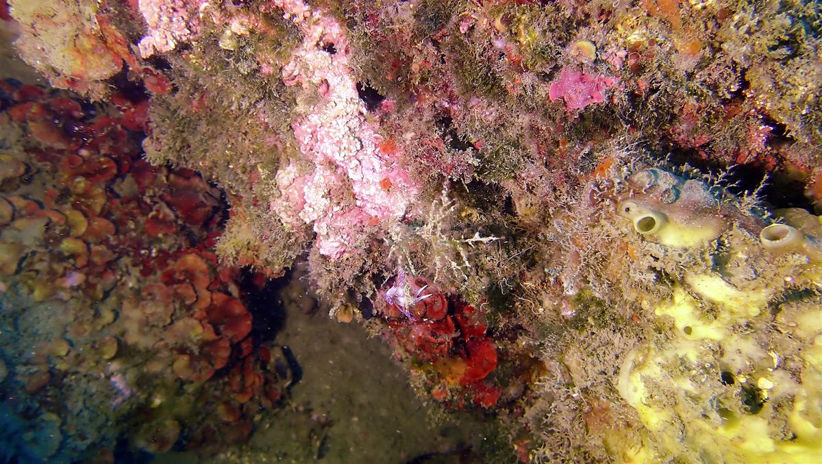 Quel est le nom exact de ce nudibranche ?