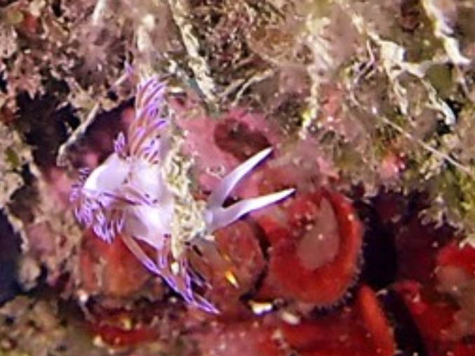 <p>Hello.<br>Je penche quand même fortement (et même plus ;-) pour une hervia, eu égard à la partie orange du rhinophore de droite (oui, la photo e...
