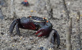 Quel est le nom latin de ce crabe?