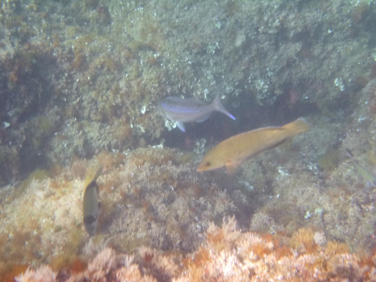 Quel est le poisson de droite ? (Couleur jaune-orange)