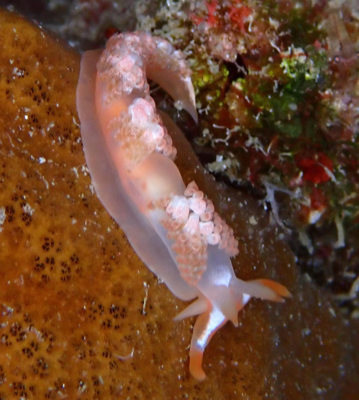 quel est son petit nom