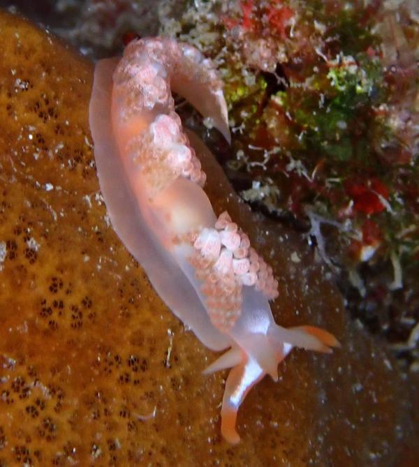 quel est son petit nom