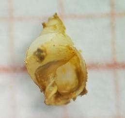 <p>voici l'autre coté de la coquille!</p>