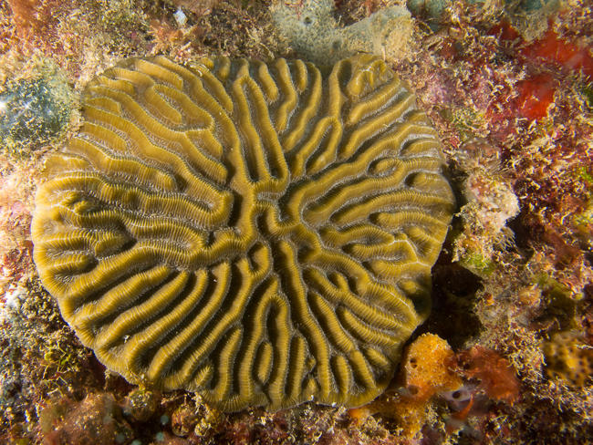 <p>La morphologie "en omelette" n'est pas rare pour ces corail-cerveau ! (coraux-cerveaux ?)</p><p>A se demander si nous n'avons pas photographié l...
