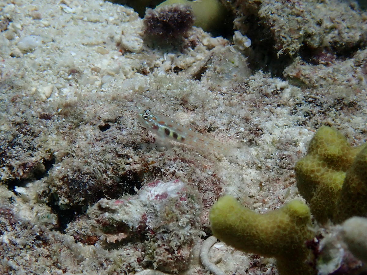 <p>Coucou Emmanuelle, vu celui-ci à Wallis, je pensais aussi à <em>E. teresae</em> mais sur INaturalist on m'a plutôt dit de le laisser au niveau d...