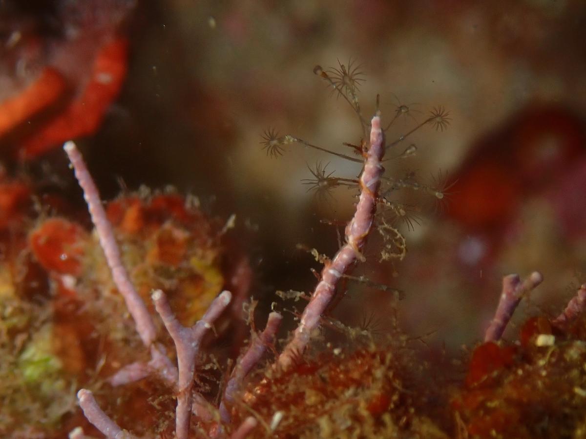 Quel hydrozoaire?