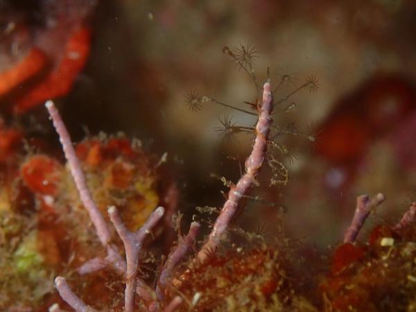 Quel hydrozoaire?