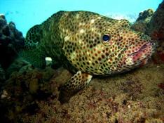 Quel mérou Epinephelus ?