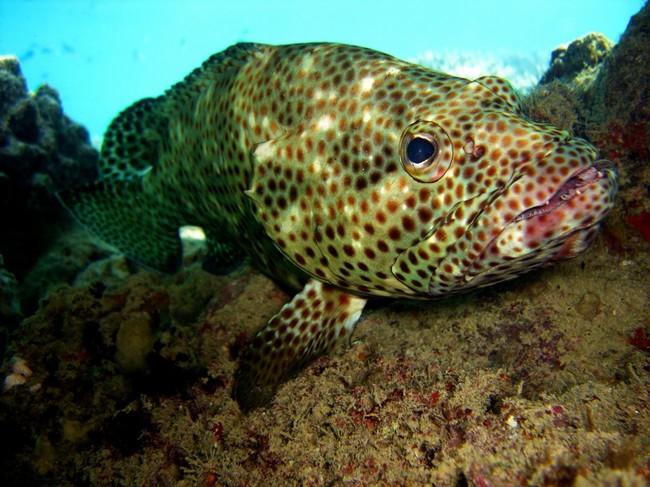 Quel mérou Epinephelus ?