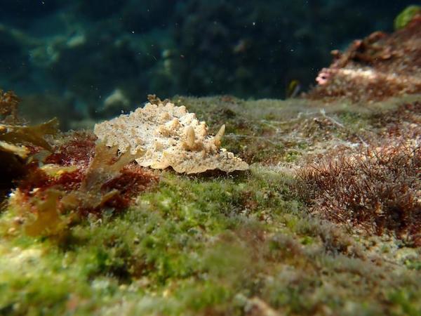 Quel nom ? (Nudibranche, Martinique)