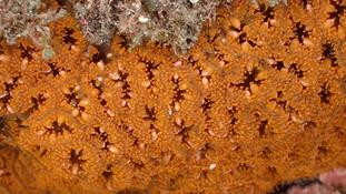 Quel nom porte ce magnifique corail orange flamboyant ?