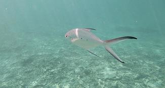 Quel nom pour ce poisson argenté ?