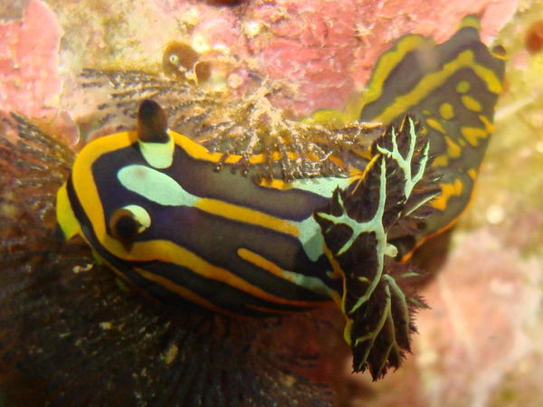 Quel nudibranche