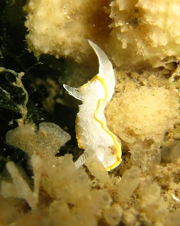 Quel nudibranche du Morbihan ?