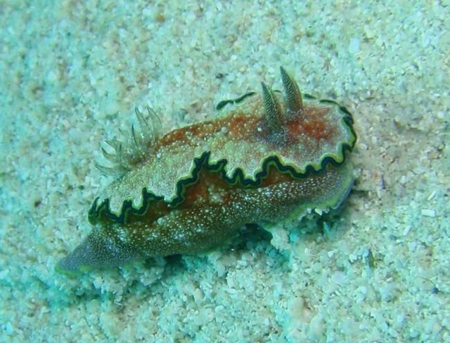 Quel nudibranche ; Glossodoris ?